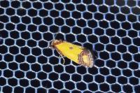 Agapeta zoegana