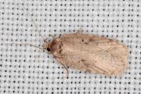 Agonopterix curvipunctosa