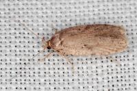 Agonopterix curvipunctosa