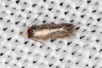 Stigmella suberivora