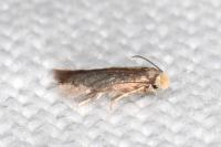 Stigmella suberivora