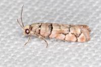 Pseudococcyx tessulatana