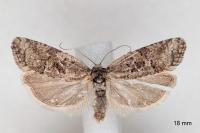 Cnephasia cupressivorana