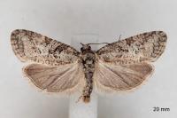 Cnephasia cupressivorana