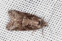 Cnephasia cupressivorana