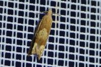 Eucosma conterminana