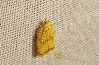 Acleris forsskaleana