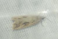 Endothenia quadrimaculana