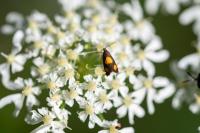 Pammene aurana
