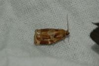 Archips xylosteana