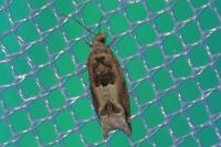Crocidosema plebejana