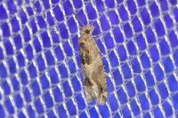 Crocidosema plebejana