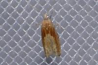 Eucosma gr. cana
