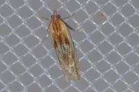 Eucosma gr. cana