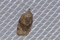 Syndemis musculana