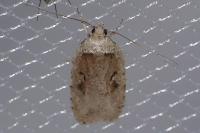 Agonopterix ocellana