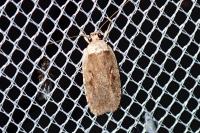 Agonopterix ocellana