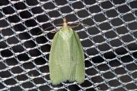 Tortrix viridana