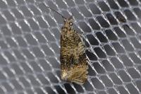 Celypha lacunana