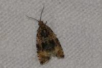 Celypha lacunana