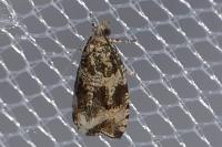 Celypha lacunana