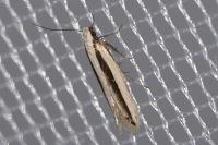 Mirificarma interrupta