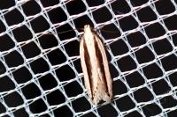 Mirificarma interrupta