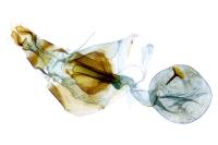 Dichrorampha vancouverana