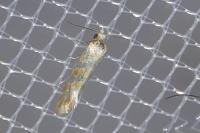 Aethes margaritana