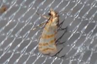 Aethes margaritana