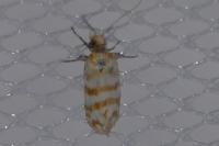 Aethes margaritana