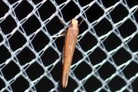 Zelleria hepariella