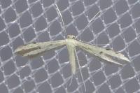 Adaina microdactyla