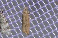 Bactra