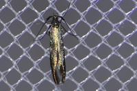 Coleophora