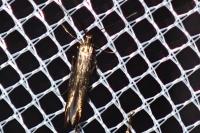 Coleophora