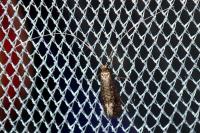 Nematopogon robertella