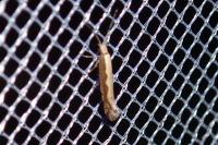 Plutella xylostella