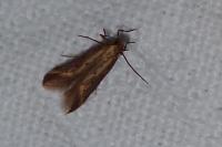 Metzneria