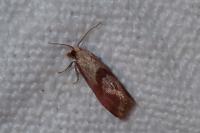 Falseuncaria