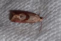 Falseuncaria