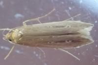 Limnaecia phragmitella