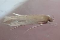 Limnaecia phragmitella