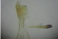Limnaecia phragmitella
