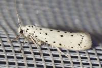 Yponomeuta