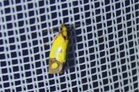 Agapeta zoegana