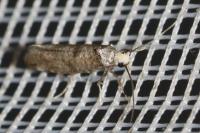 Paraswammerdamia albicapitella