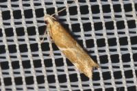 Orophia sordidella