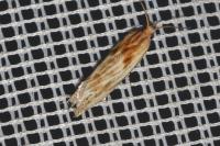 Eucosma gr. cana