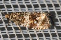 Celypha lacunana